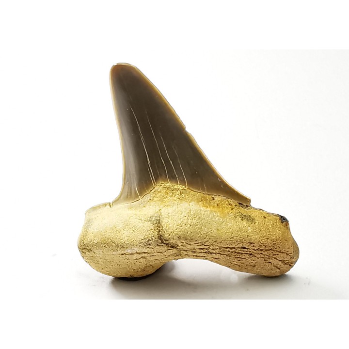 dent de requin Cretoxyrhina mantelli - Cénomanien (Texas)