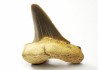 shark tooth Cretoxyrhina mantelli - Cenomanian (Texas)