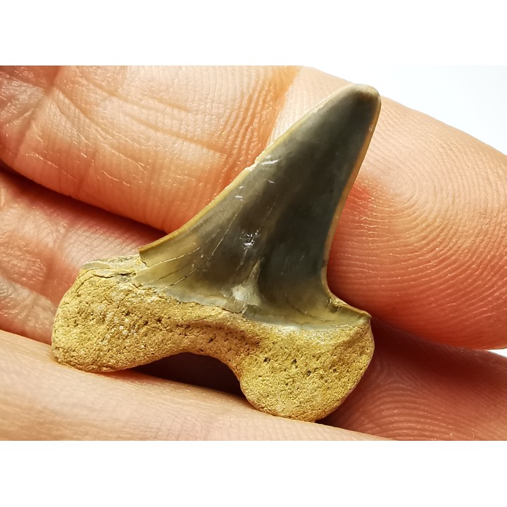 dent de requin Cretoxyrhina mantelli - Cénomanien (Texas)
