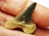 dent de requin Cretoxyrhina mantelli - Cénomanien (Texas)