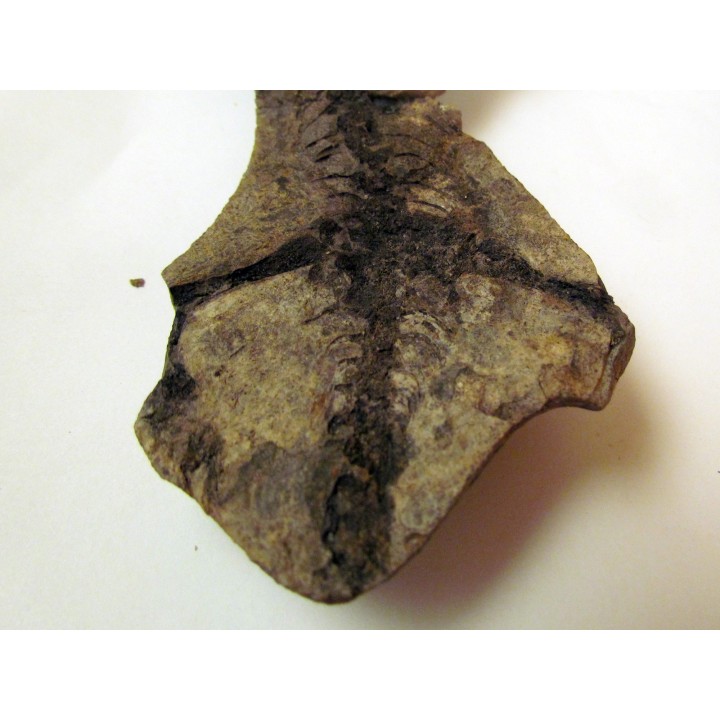 Barasaurus besairi (1)