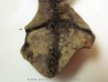 Barasaurus besairi  (1)                       