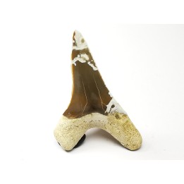 shark tooth Cretoxyrhina mantelli - Cenomanian (Texas)