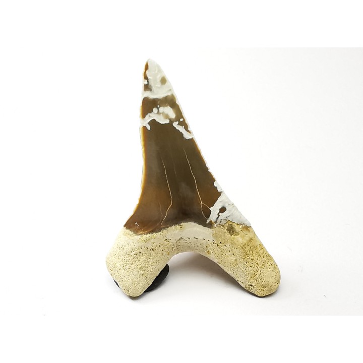 shark tooth Cretoxyrhina mantelli - Cenomanian (Texas)