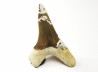 dent de requin Cretoxyrhina mantelli - Cénomanien (Texas)