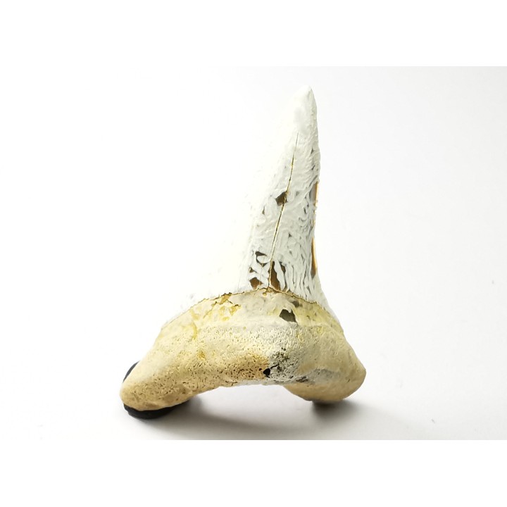 dent de requin Cretoxyrhina mantelli - Cénomanien (Texas)