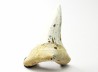 shark tooth Cretoxyrhina mantelli - Cenomanian (Texas)