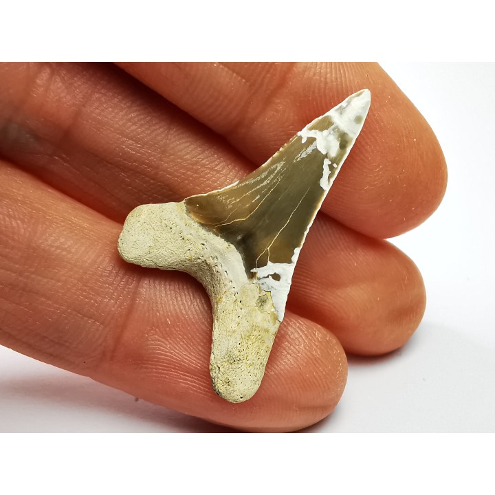 shark tooth Cretoxyrhina mantelli - Cenomanian (Texas)
