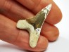 shark tooth Cretoxyrhina mantelli - Cenomanian (Texas)