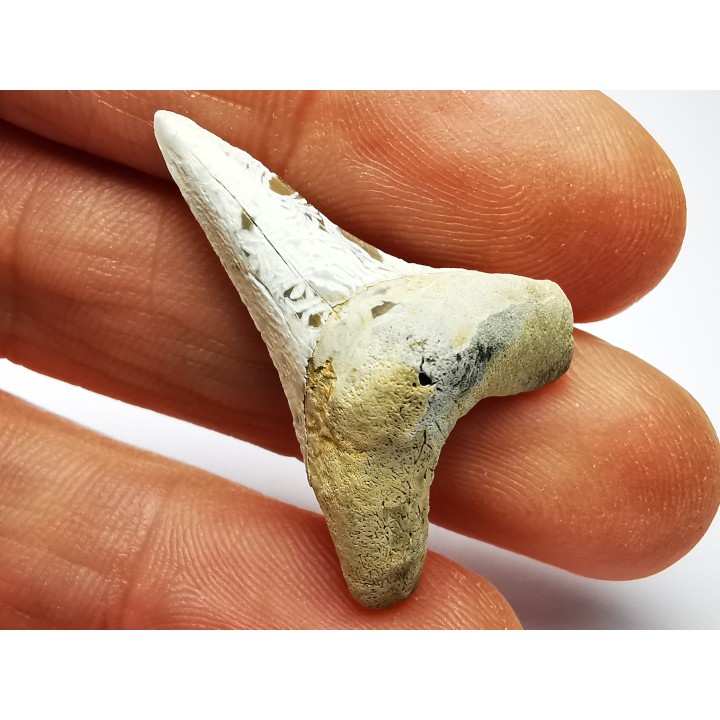 shark tooth Cretoxyrhina mantelli - Cenomanian (Texas)