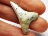 shark tooth Cretoxyrhina mantelli - Cenomanian (Texas)