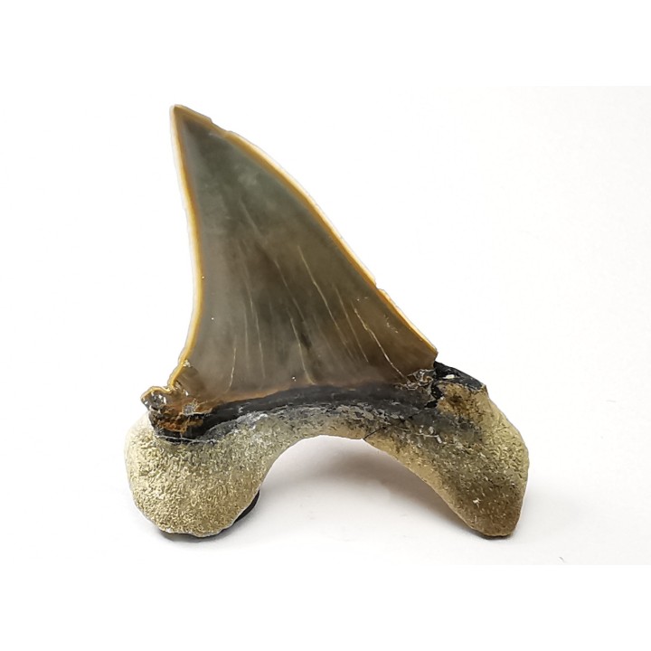 dent de requin Cretoxyrhina mantelli - Cénomanien (Texas)
