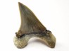 dent de requin Cretoxyrhina mantelli - Cénomanien (Texas)