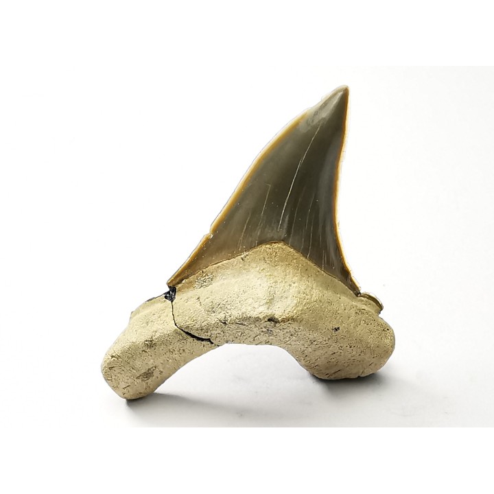 dent de requin Cretoxyrhina mantelli - Cénomanien (Texas)
