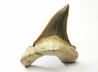 dent de requin Cretoxyrhina mantelli - Cénomanien (Texas)