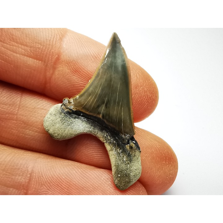 dent de requin Cretoxyrhina mantelli - Cénomanien (Texas)