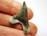 shark tooth Cretoxyrhina mantelli - Cenomanian (Texas)