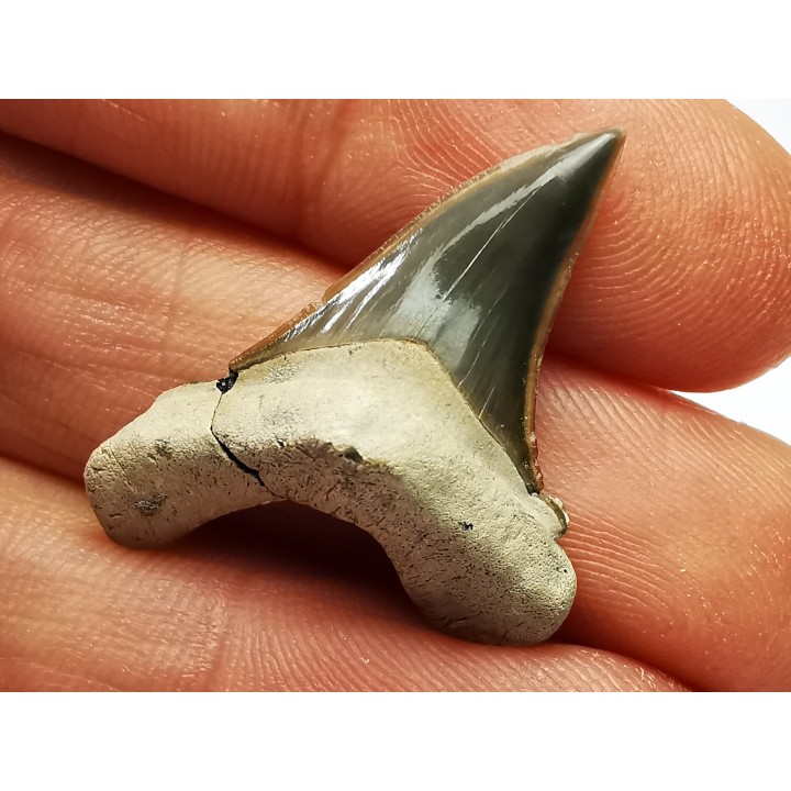 shark tooth Cretoxyrhina mantelli - Cenomanian (Texas)