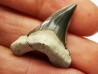dent de requin Cretoxyrhina mantelli - Cénomanien (Texas)