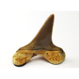 dent de requin Cretoxyrhina mantelli - Cénomanien (Texas)