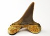 shark tooth Cretoxyrhina mantelli - Cenomanian (Texas)
