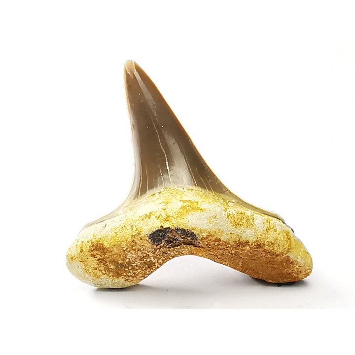 shark tooth Cretoxyrhina mantelli - Cenomanian (Texas)
