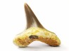 shark tooth Cretoxyrhina mantelli - Cenomanian (Texas)