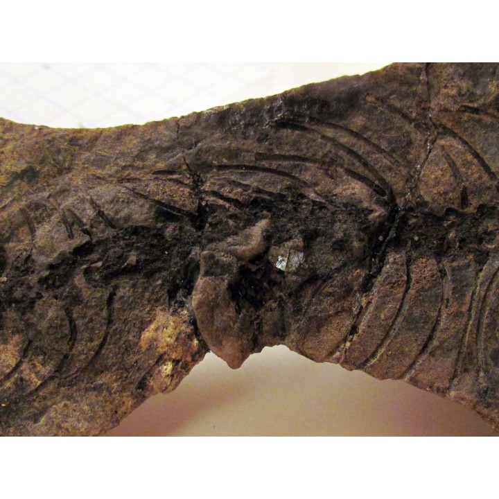 Barasaurus besairi (1)