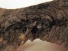 Barasaurus besairi  (1)                       