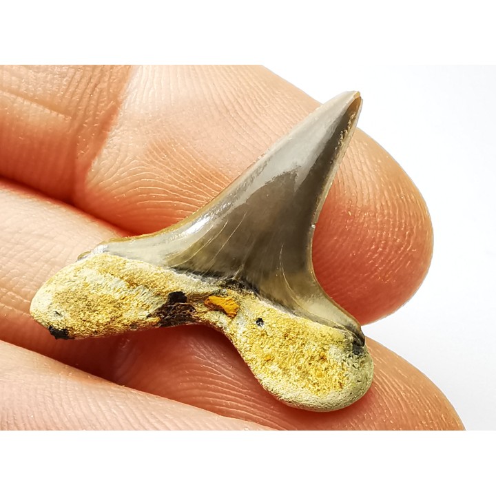 dent de requin Cretoxyrhina mantelli - Cénomanien (Texas)