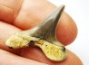 shark tooth Cretoxyrhina mantelli - Cenomanian (Texas)