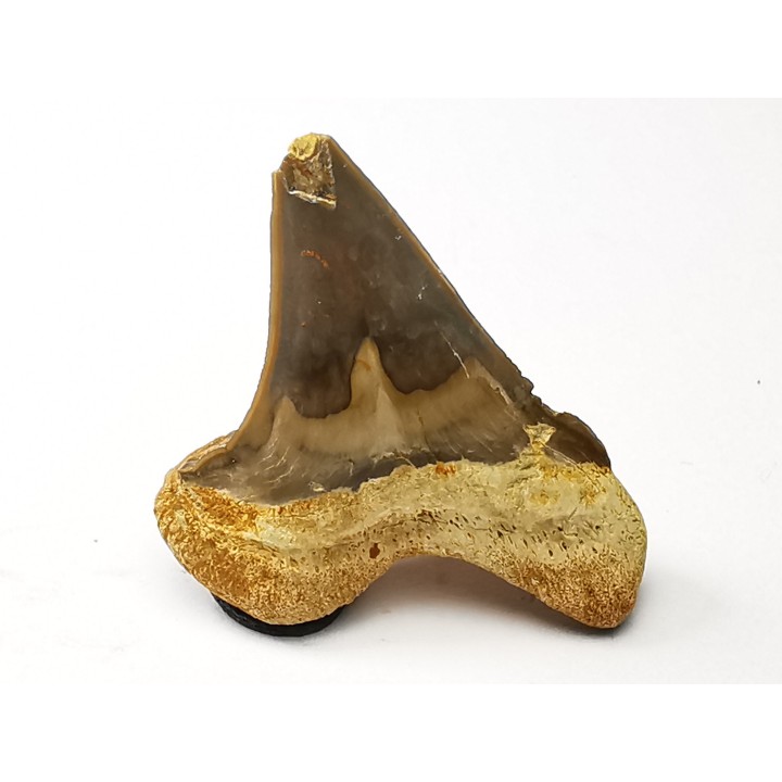 shark tooth Cretoxyrhina mantelli - Cenomanian (Texas)