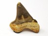shark tooth Cretoxyrhina mantelli - Cenomanian (Texas)