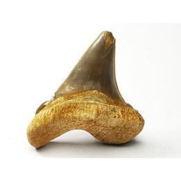 dent de requin Cretoxyrhina mantelli - Cénomanien (Texas)