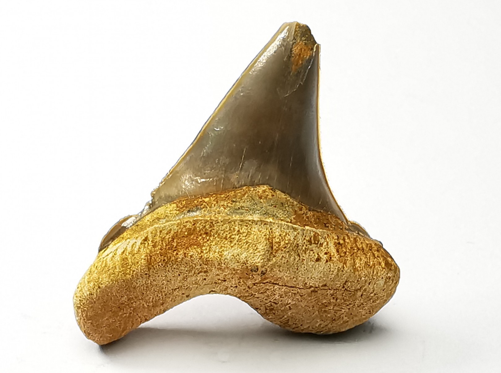 dent de requin Cretoxyrhina mantelli - Cénomanien (Texas)