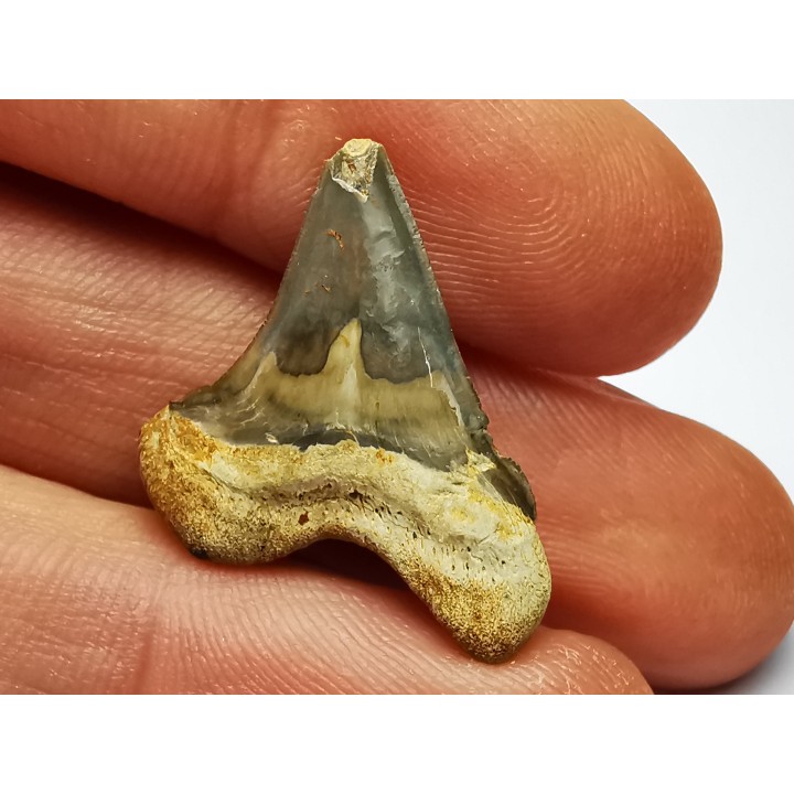 dent de requin Cretoxyrhina mantelli - Cénomanien (Texas)