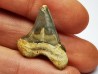 shark tooth Cretoxyrhina mantelli - Cenomanian (Texas)