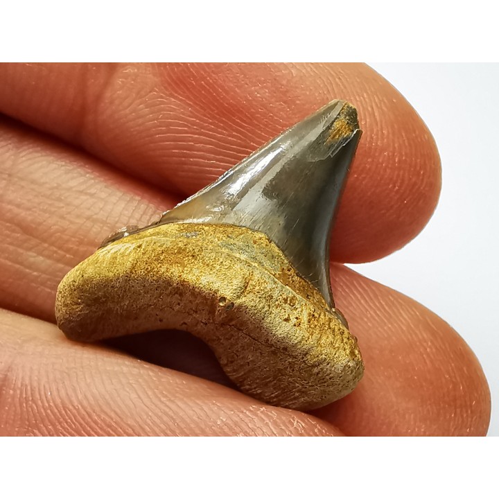 dent de requin Cretoxyrhina mantelli - Cénomanien (Texas)