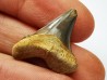 shark tooth Cretoxyrhina mantelli - Cenomanian (Texas)