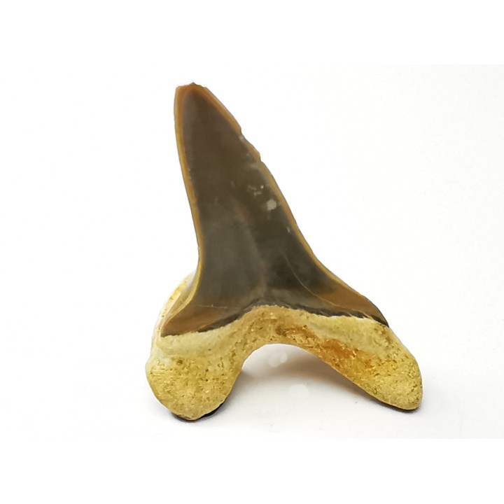 shark tooth Cretoxyrhina mantelli - Cenomanian (Texas)