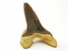 shark tooth Cretoxyrhina mantelli - Cenomanian (Texas)