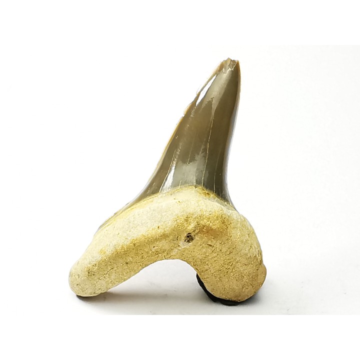dent de requin Cretoxyrhina mantelli - Cénomanien (Texas)