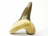 shark tooth Cretoxyrhina mantelli - Cenomanian (Texas)