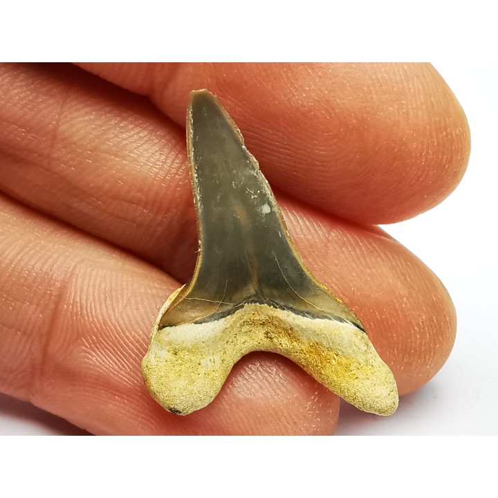 shark tooth Cretoxyrhina mantelli - Cenomanian (Texas)