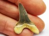 shark tooth Cretoxyrhina mantelli - Cenomanian (Texas)