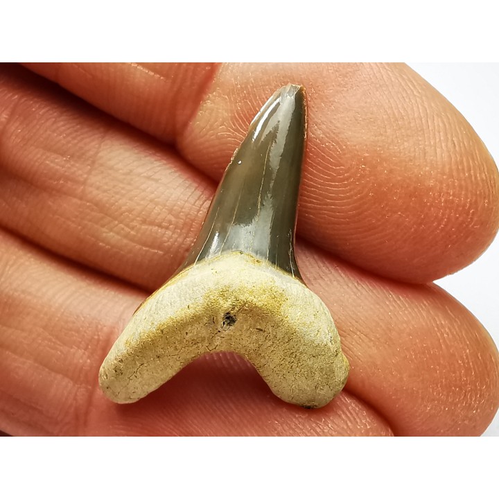 shark tooth Cretoxyrhina mantelli - Cenomanian (Texas)