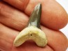 dent de requin Cretoxyrhina mantelli - Cénomanien (Texas)