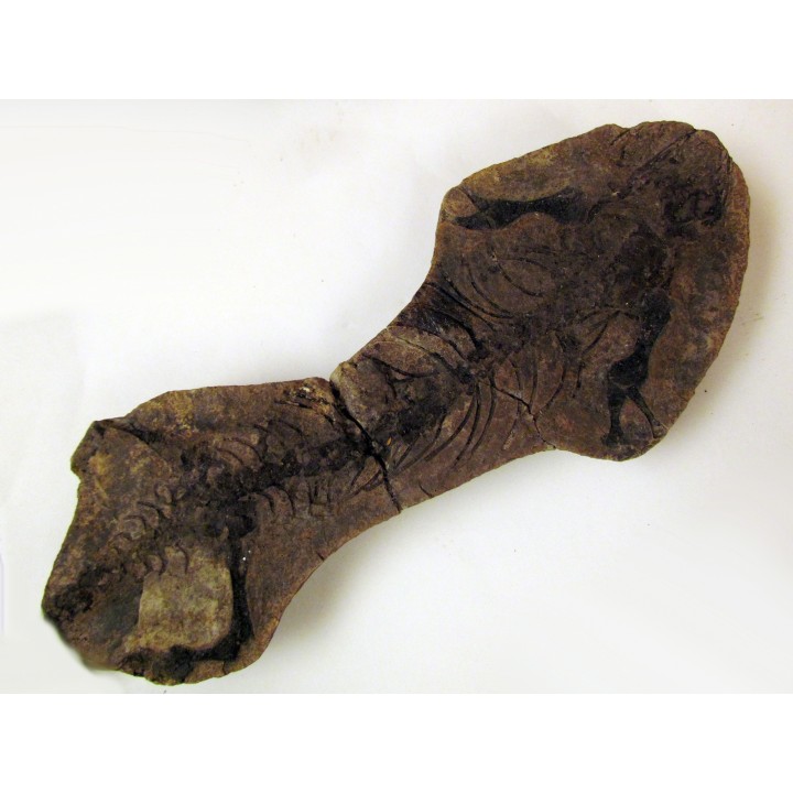 Barasaurus besairi  (1)                       
