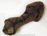Barasaurus besairi  (1)                       