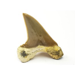 shark tooth Cretoxyrhina mantelli - Cenomanian (Texas)